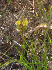 Alectra sessiliflora sessiliflora