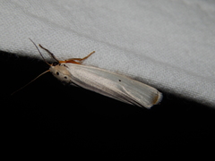 Ilemodes astriga
