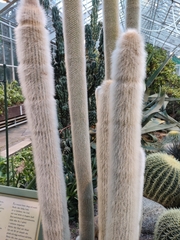 Cleistocactus strausii