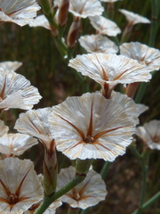 Limonium longifolium