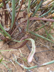 Limonium longifolium