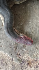 Acrochordus javanicus