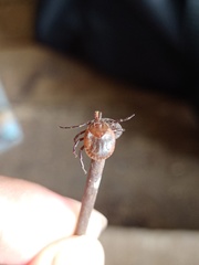 Amblyomma cordiferum