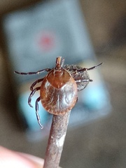 Amblyomma cordiferum