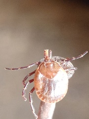 Amblyomma cordiferum