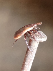 Amblyomma cordiferum