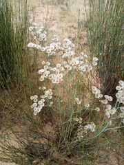 Limonium longifolium