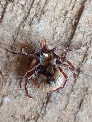 Amblyomma cordiferum