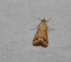 Achyra coelatalis