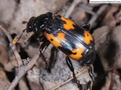 Nicrophorus nepalensis