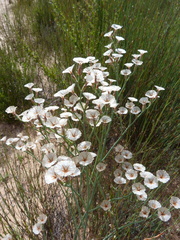 Limonium longifolium