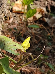 Eurema hecabe