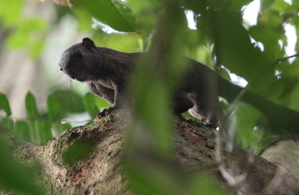 Slender-Tailed Squirrel