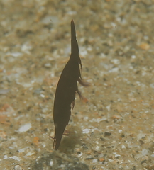 Tuleariocaris holthuisi