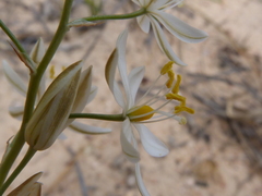 Ornithogalum hispidum