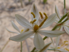 Ornithogalum hispidum