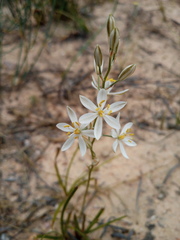Ornithogalum hispidum