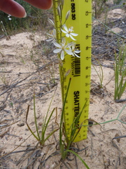 Ornithogalum hispidum