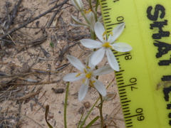 Ornithogalum hispidum