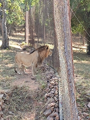 Panthera leo