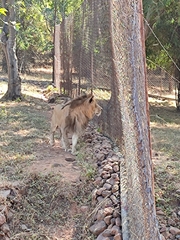 Panthera leo