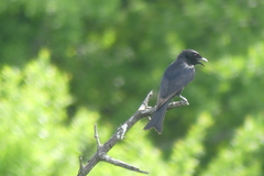 Dicrurus adsimilis fugax