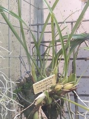 Maxillaria tenuifolia