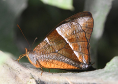 Corades argentata
