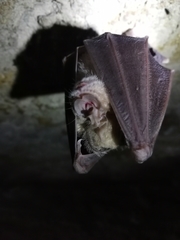 Rhinolophus ferrumequinum