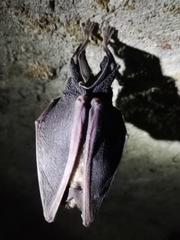 Rhinolophus ferrumequinum
