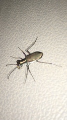 Myriochila semicincta