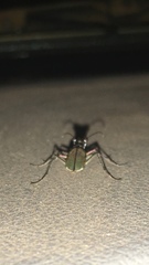 Myriochila semicincta