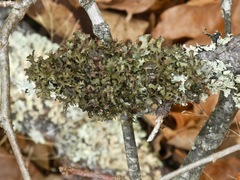 Tuckermanopsis ciliaris