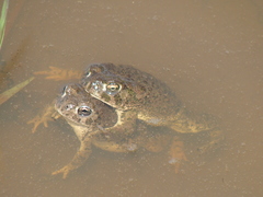 Anaxyrus compactilis