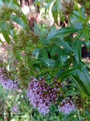 Chromolaena perglabra