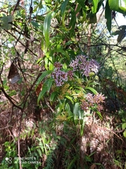 Chromolaena perglabra