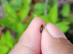 Gyraulus convexiusculus