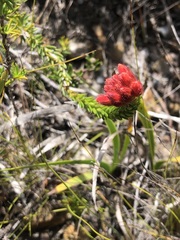 Erica cerinthoides