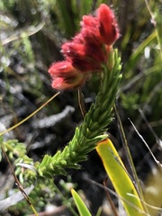 Erica cerinthoides