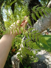 Davallia denticulata