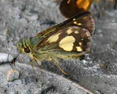 Dalla cupavia