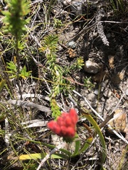 Erica cerinthoides