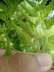 Davallia denticulata