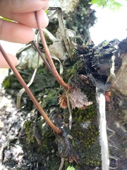 Davallia denticulata