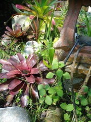 Coleus monostachyus