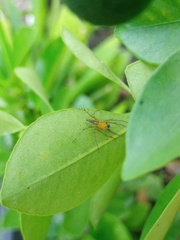 Oxyopes lineatipes