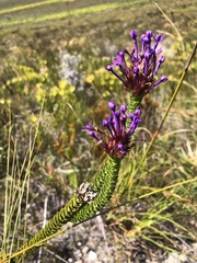 Rhigiophyllum squarrosum