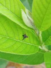 Cecidochares connexa