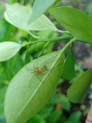 Oxyopes lineatipes