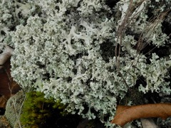 Cladonia caroliniana